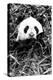 China 10MKm2 Collection - Giant Panda-Philippe Hugonnard-Premier Image Canvas