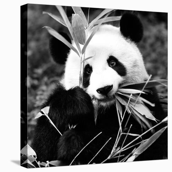 China 10MKm2 Collection - Giant Panda-Philippe Hugonnard-Premier Image Canvas