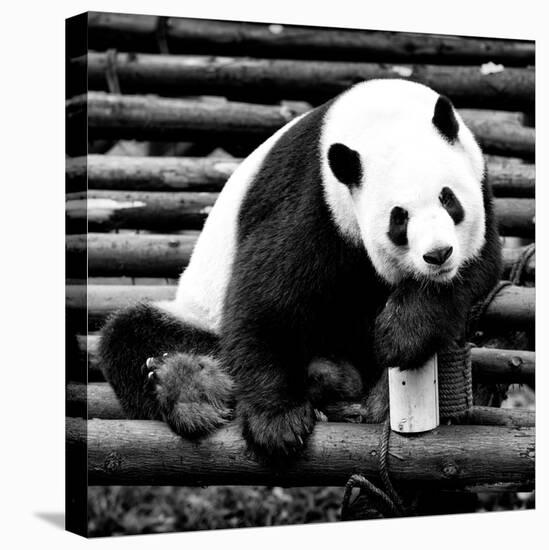 China 10MKm2 Collection - Giant Panda-Philippe Hugonnard-Premier Image Canvas