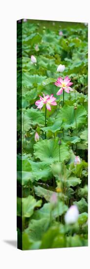 China 10MKm2 Collection - Lotus Flowers Garden-Philippe Hugonnard-Premier Image Canvas