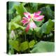 China 10MKm2 Collection - Lotus Flowers-Philippe Hugonnard-Premier Image Canvas