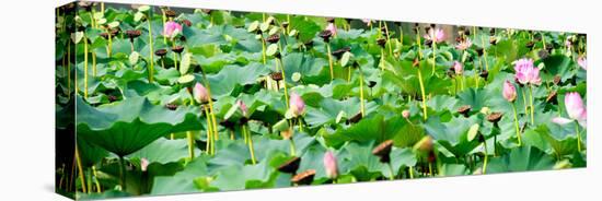 China 10MKm2 Collection - Lotus Flowers-Philippe Hugonnard-Premier Image Canvas