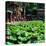 China 10MKm2 Collection - Lotus Flowers-Philippe Hugonnard-Premier Image Canvas