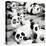 China 10MKm2 Collection - Psychedelic Pandas-Philippe Hugonnard-Premier Image Canvas