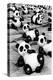 China 10MKm2 Collection - Psychedelic Pandas-Philippe Hugonnard-Premier Image Canvas