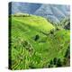 China 10MKm2 Collection - Rice Terraces - Longsheng Ping'an - Guangxi-Philippe Hugonnard-Premier Image Canvas