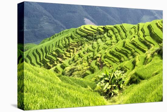 China 10MKm2 Collection - Rice Terraces - Longsheng Ping'an - Guangxi-Philippe Hugonnard-Premier Image Canvas