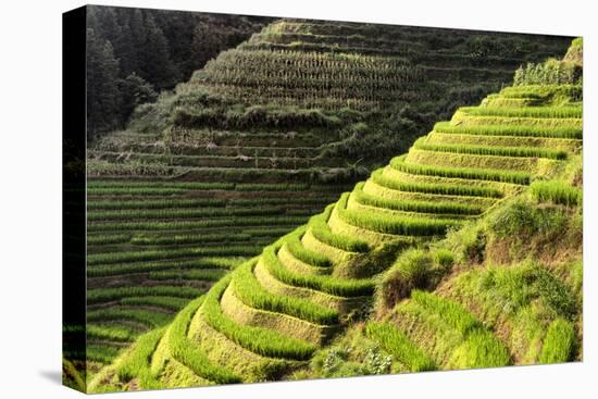 China 10MKm2 Collection - Rice Terraces - Longsheng Ping'an - Guangxi-Philippe Hugonnard-Premier Image Canvas