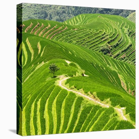 China 10MKm2 Collection - Rice Terraces - Longsheng Ping'an - Guangxi-Philippe Hugonnard-Premier Image Canvas