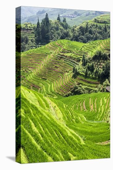 China 10MKm2 Collection - Rice Terraces - Longsheng Ping'an - Guangxi-Philippe Hugonnard-Premier Image Canvas