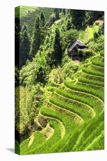 China 10MKm2 Collection - Rice Terraces - Longsheng Ping'an - Guangxi-Philippe Hugonnard-Premier Image Canvas