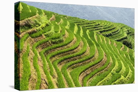 China 10MKm2 Collection - Rice Terraces - Longsheng Ping'an - Guangxi-Philippe Hugonnard-Premier Image Canvas