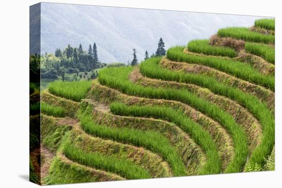 China 10MKm2 Collection - Rice Terraces - Longsheng Ping'an - Guangxi-Philippe Hugonnard-Premier Image Canvas