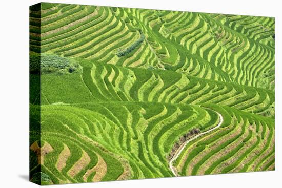 China 10MKm2 Collection - Rice Terraces - Longsheng Ping'an - Guangxi-Philippe Hugonnard-Premier Image Canvas