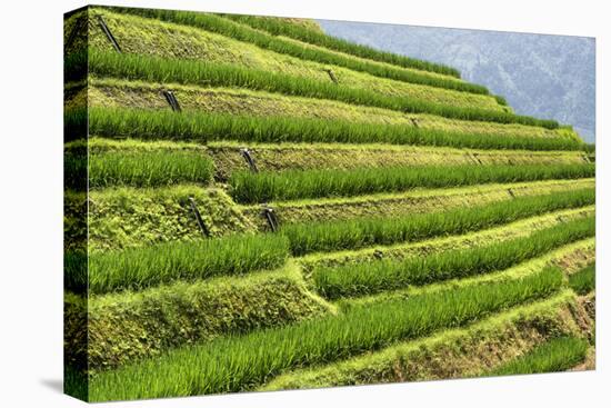 China 10MKm2 Collection - Rice Terraces - Longsheng Ping'an - Guangxi-Philippe Hugonnard-Premier Image Canvas