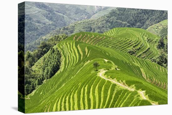 China 10MKm2 Collection - Rice Terraces - Longsheng Ping'an - Guangxi-Philippe Hugonnard-Premier Image Canvas