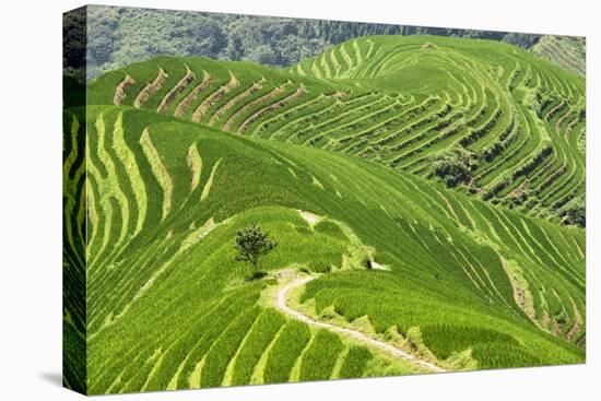 China 10MKm2 Collection - Rice Terraces - Longsheng Ping'an - Guangxi-Philippe Hugonnard-Premier Image Canvas