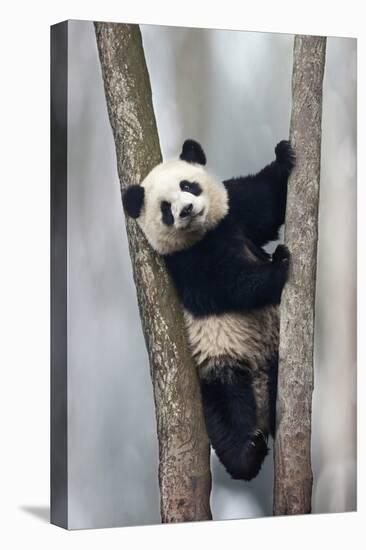 China, Chengdu, Chengdu Panda Base. Baby Giant Panda in Tree-Jaynes Gallery-Premier Image Canvas