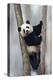 China, Chengdu, Chengdu Panda Base. Baby Giant Panda in Tree-Jaynes Gallery-Premier Image Canvas