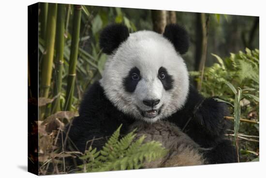 China, Chengdu, Chengdu Panda Base. Portrait of Young Giant Panda-Jaynes Gallery-Premier Image Canvas