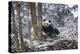 China, Chengdu Panda Base. Baby Giant Panda in Snowfall-Jaynes Gallery-Premier Image Canvas