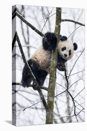 China, Chengdu Panda Base. Baby Giant Panda in Tree-Jaynes Gallery-Premier Image Canvas