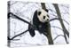China, Chengdu Panda Base. Baby Giant Panda in Tree-Jaynes Gallery-Premier Image Canvas