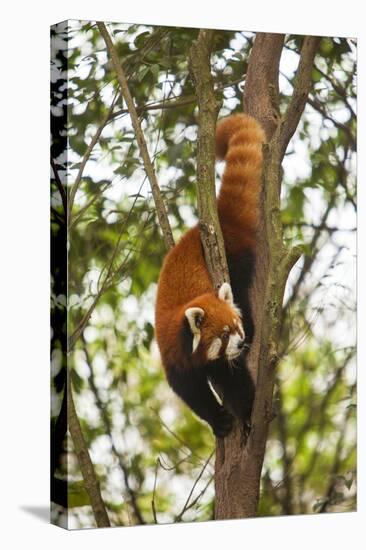 China, Chengdu, Wolong National Natural Reserve. Lesser Panda in Tree-Jaynes Gallery-Premier Image Canvas