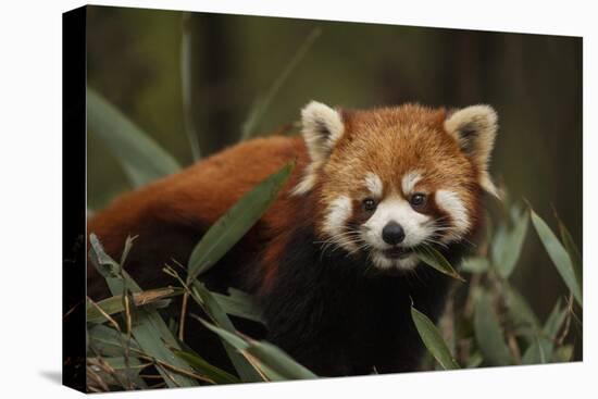 China, Chengdu, Wolong National Natural Reserve. Red or Lesser Panda Eating-Jaynes Gallery-Premier Image Canvas