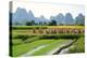 China, Rice Fields at the Yulong River, Landscape, Karst Mountains-Catharina Lux-Premier Image Canvas