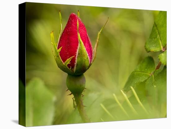 China Rose, garden rose-Michael Scheufler-Premier Image Canvas
