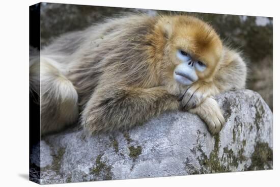 China, Shaanxi Province, Foping National Nature Reserve. Golden snub-nosed monkey. An adult female-Ellen Goff-Premier Image Canvas