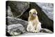 China, Shaanxi Province, Foping National Nature Reserve. Golden snub-nosed monkey. Juvenile monkey -Ellen Goff-Premier Image Canvas