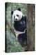 China, Sichuan, Chengdu, Giant Panda Bear at Chengdu Research Base-Paul Souders-Premier Image Canvas