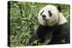 China, Sichuan, Chengdu, Giant Panda Bear Feeding on Bamboo Shoots-Paul Souders-Premier Image Canvas