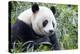 China, Sichuan, Chengdu, Giant Panda Bear Feeding on Bamboo Shoots-Paul Souders-Premier Image Canvas