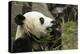 China, Sichuan, Chengdu, Giant Panda Bear Feeding on Bamboo Shoots-Paul Souders-Premier Image Canvas