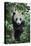 China, Sichuan Province, Chengdu, Chengdu Research Base of Giant Panda Breeding. Young giant panda -Ellen Goff-Premier Image Canvas