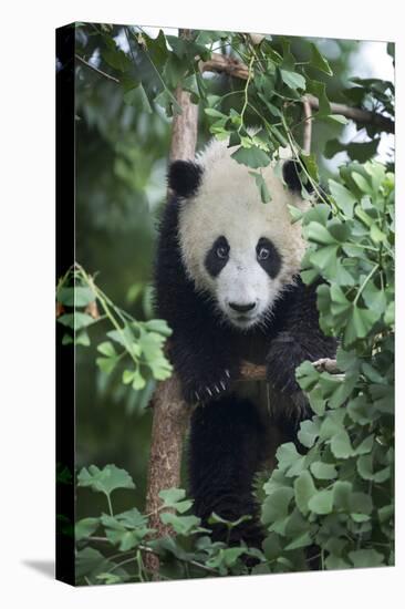 China, Sichuan Province, Chengdu, Chengdu Research Base of Giant Panda Breeding. Young giant panda -Ellen Goff-Premier Image Canvas