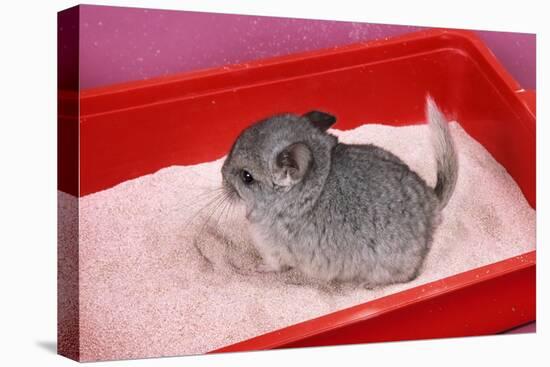 Chinchilla Baby in Sand Tray, Bathing to Help-null-Premier Image Canvas