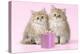 Chinchilla Kittens with Present-null-Premier Image Canvas
