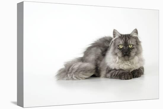 Chincilla X Persian Dark Silver Smoke Cat-null-Premier Image Canvas