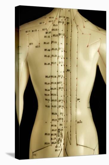 Chinese Acupuncture Model-Doncaster and Bassetlaw-Premier Image Canvas