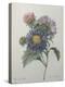 Chinese Aster-Pierre-Joseph Redoute-Stretched Canvas