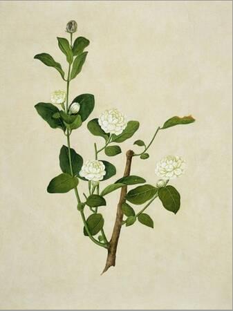 Jasmine Flower Print, Vintage Style Botanical Illustration