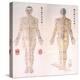 Chinese Chart of Acupuncture Points on a Male Body, 1956-null-Stretched Canvas