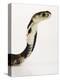 Chinese Cobra-Martin Harvey-Premier Image Canvas