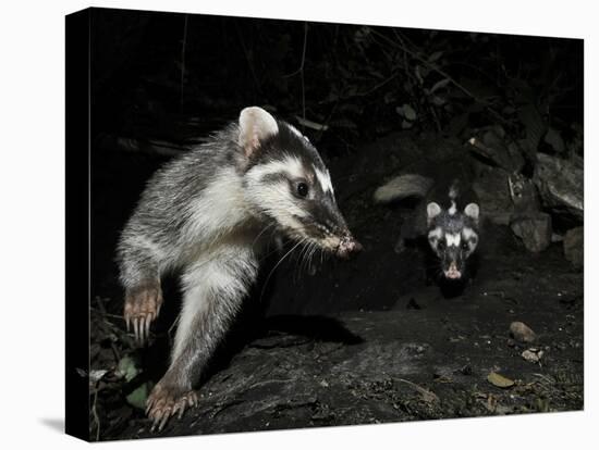 Chinese Ferret Badger (Melogale Moschata) Two Captured by Camera Trap at Night-Shibai Xiao-Premier Image Canvas