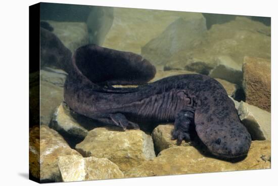 Chinese Giant Salamander (Andrias Davidianus) China, Captive. Critically Endangered-Daniel Heuclin-Premier Image Canvas