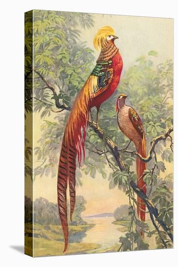 Chinese Golden Pheasant-null-Stretched Canvas